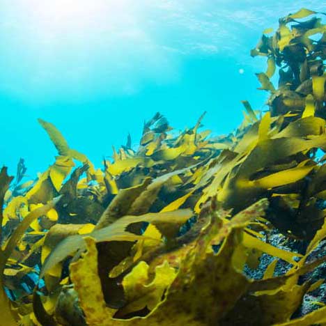 seaweed underwater